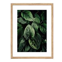 Obraz 30x40 cm KNO3040.045 L13.15.038 breza