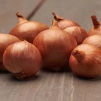 Shallots Red Sun Cibuľa sadzačka 0.5 kg 7-14MM